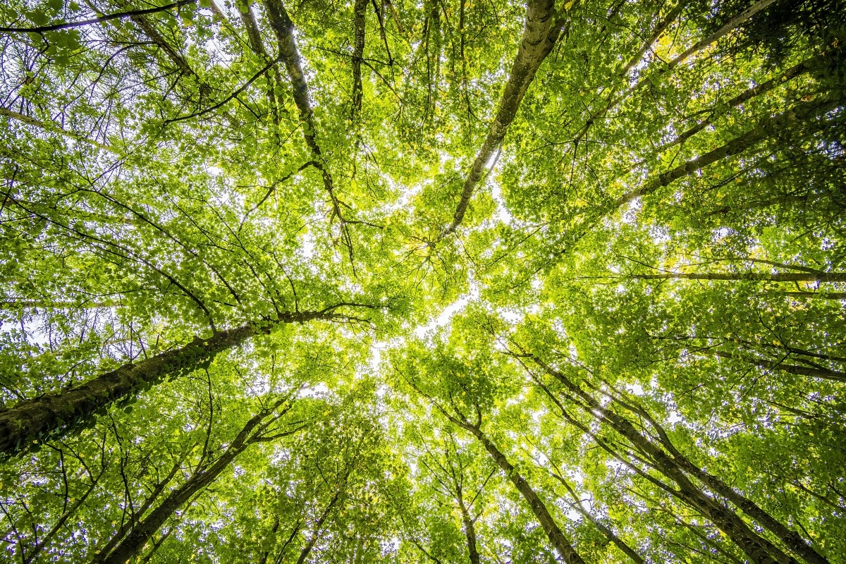 L'estate è verde - Il Portale del Cavallo